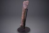 Hadrosaur (Hypacrosaurus) Tibia with Metal Stand - Montana #264990-3